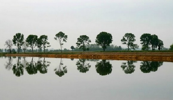 risaie alberi580