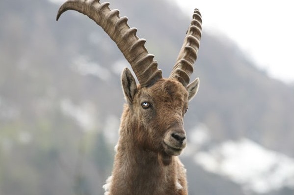 stambecco orobie