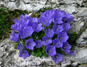 Campanula_Raineri_305