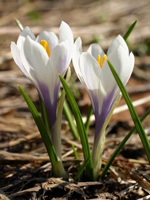 Crocus_Albiflorus_305