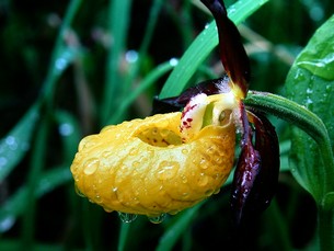 Orchidea_305