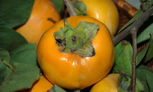 peperoncini_300