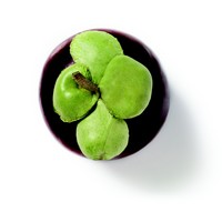 frutto di mangostano200