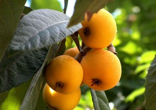 nespole305