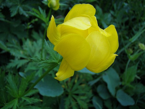 trollius500