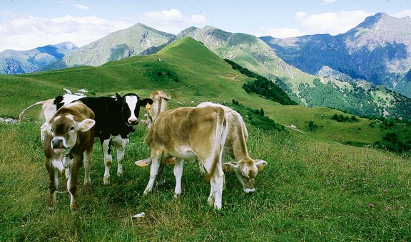 taleggio mucche580