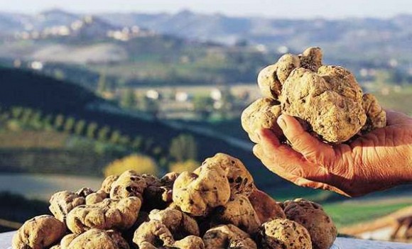 tartufo bianco crete senesi580