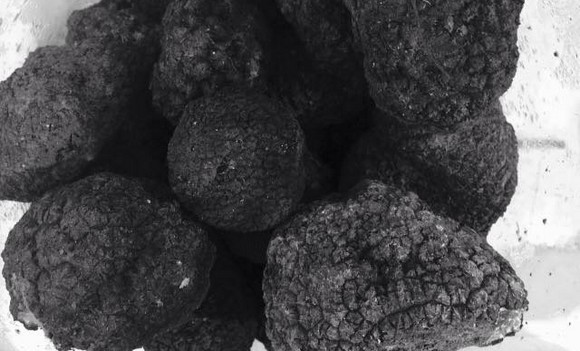 truffle co tartufo nero580a