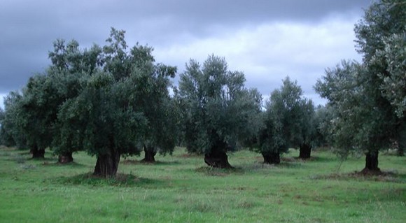uliveto580