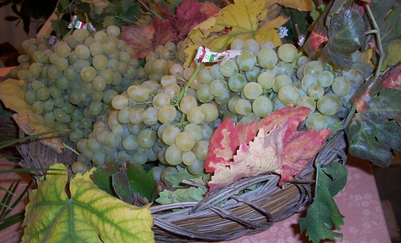 uva tavola canicatti igp580a