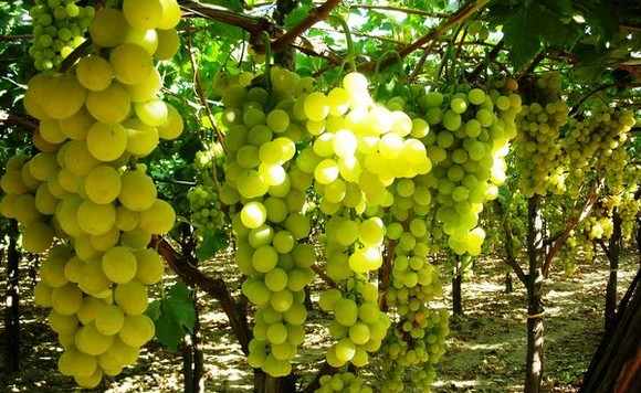 uva tavola canicatti igp580c