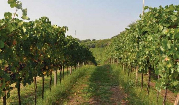 vigna terre da  gustare580